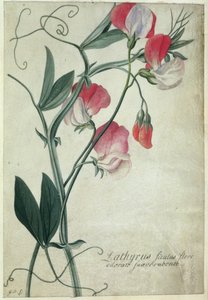 PD.113-1973.f1 Lathyrus Siculus Flore, c.1760-70 (wc na pergamenu)